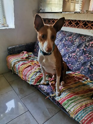 Adopter Golfo