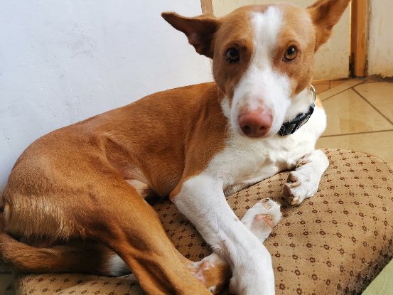 Adopter Golfo