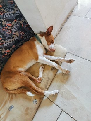 Adoption Golfo
