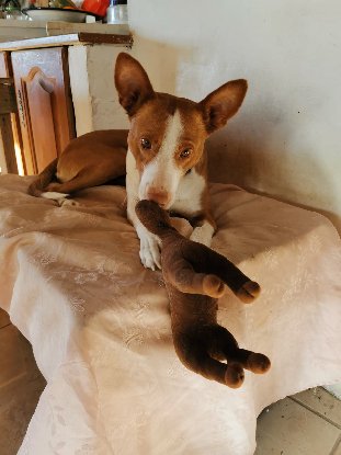 Adoption Golfo