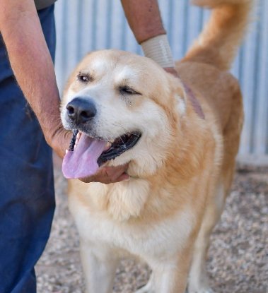 Adopter Goliath