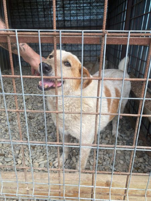 Adopter Guss