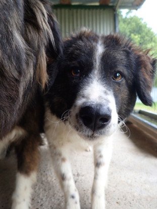Adopter Gustave