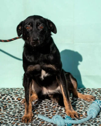 Adopter Hachiko