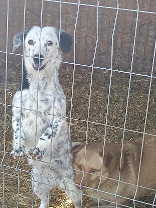 Adopter Hanaé