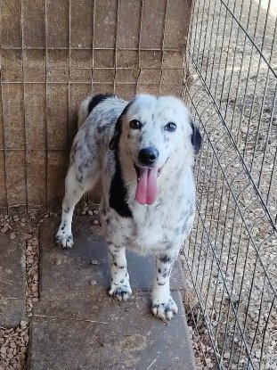 Adopter Hanaé