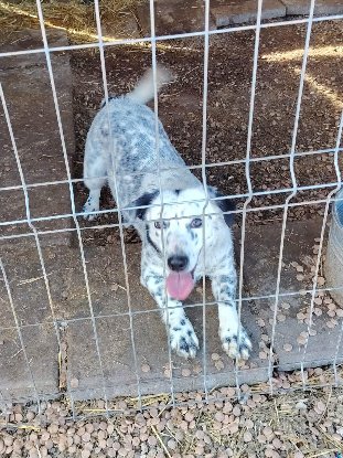 Adoption Hanaé
