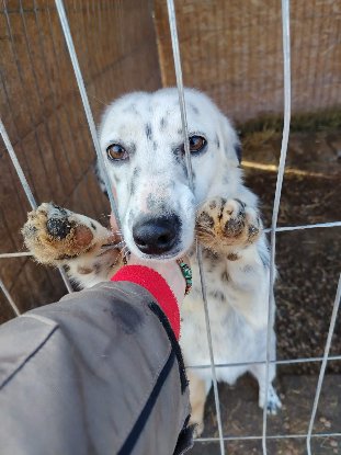 Adoption Hanaé