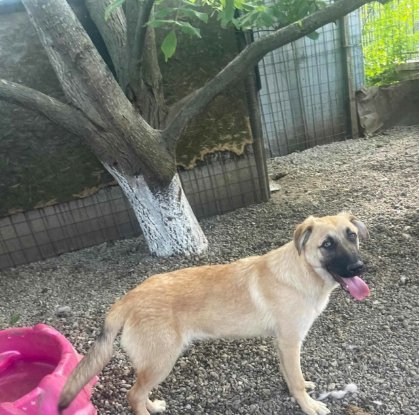 Adopter Hardy