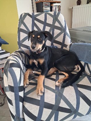 Adopter Helios