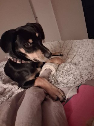 Adopter Helios