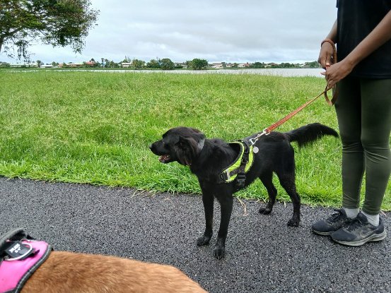Adoption Helios