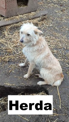 Adopter Herba