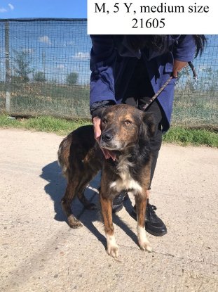 Adopter Hilton