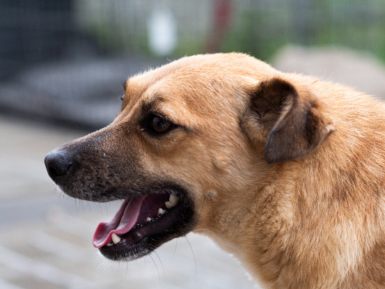 Adopter Hoa