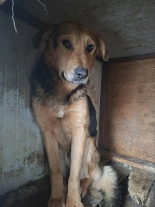 Adopter Homer