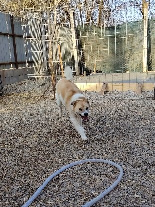Adopter Honey
