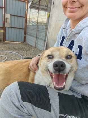 Adoption Honey