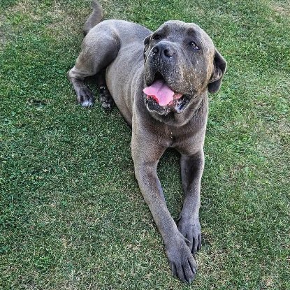 Adopter Hopkins
