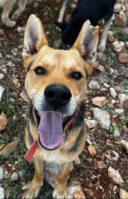 Adopter Hugo