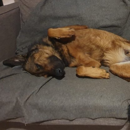 Adopter Iko
