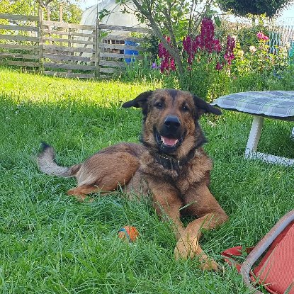 Adopter Iko