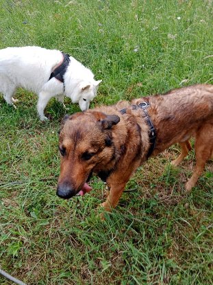 Adoption Iko