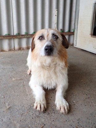 Adopter Imelda