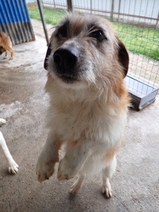 Adopter Imelda