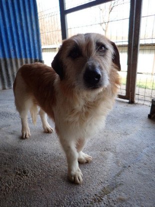 Adopter Imelda