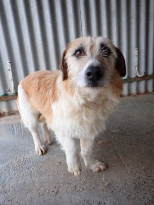 Adoption Imelda