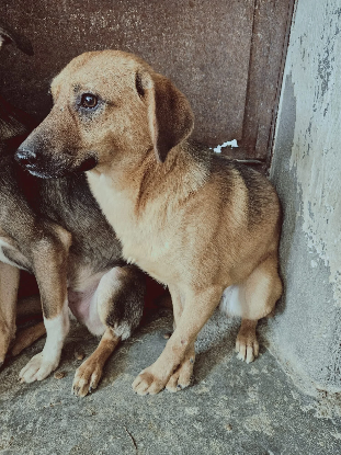 Adoption Indiana