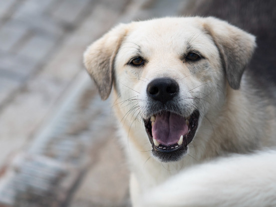 Adopter Ipso
