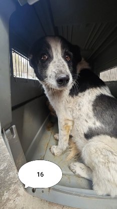 Adopter Iskaya