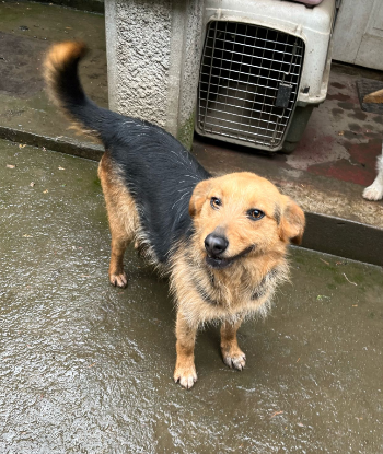 Adopter Issa