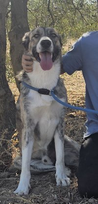 Adopter Izan