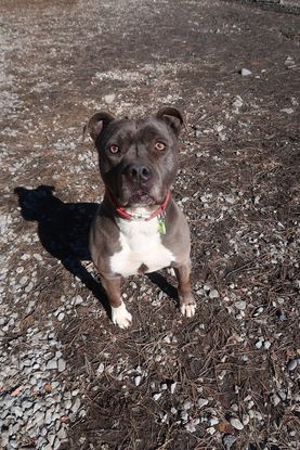 Adopter Jack