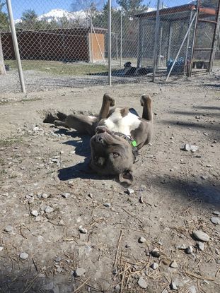 Adopter Jack