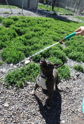 Adoption Jack