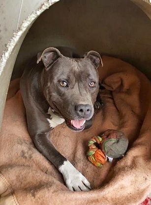Adoption Jack