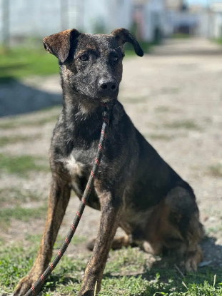 Adopter Jackpot