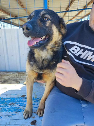 Adopter Jasko