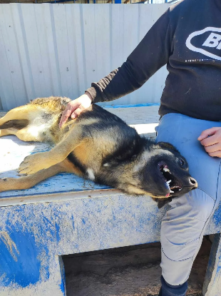 Adopter Jasko