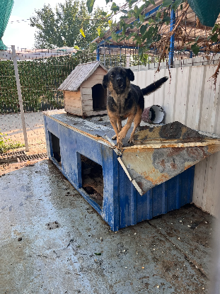 Adopter Jasko