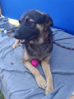Adoption Jasko
