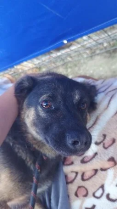Adoption Jasko