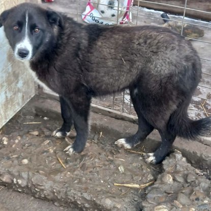 Adopter Jaspe