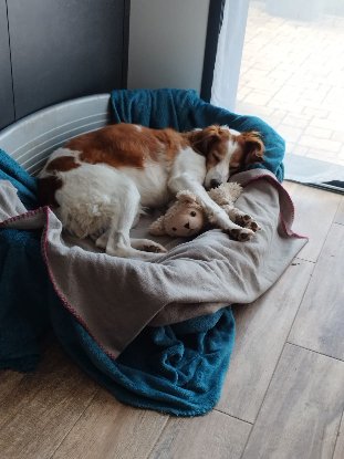 Adopter Jaspy
