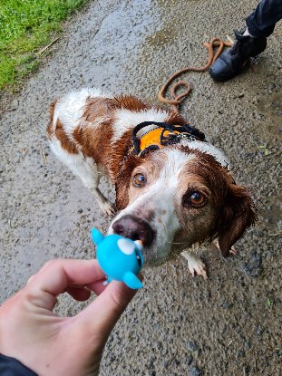 Adopter Jaspy