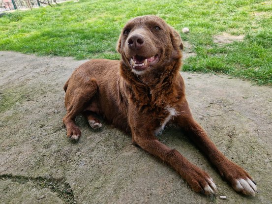 Adopter Jassel